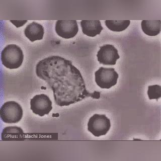 (细胞世界探秘课程)探索细胞世界游戏：揭开微观生物的神秘面纱与科学奥秘